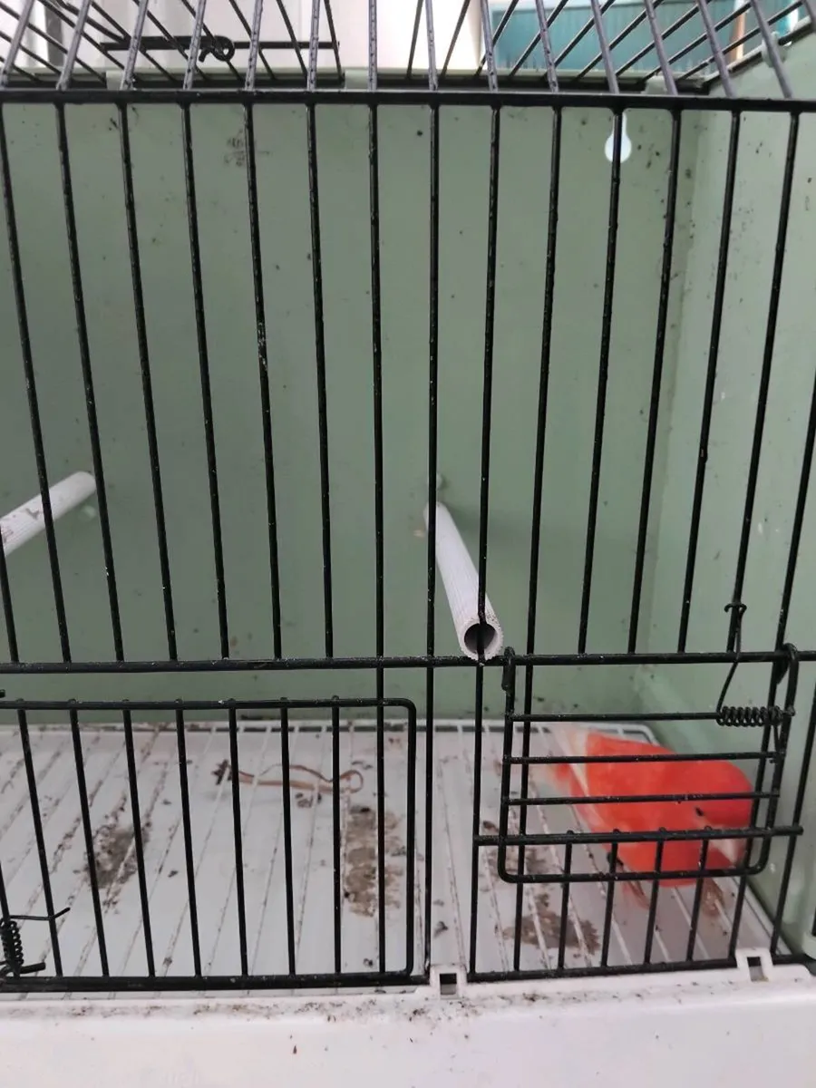 Birds and cages - Image 3