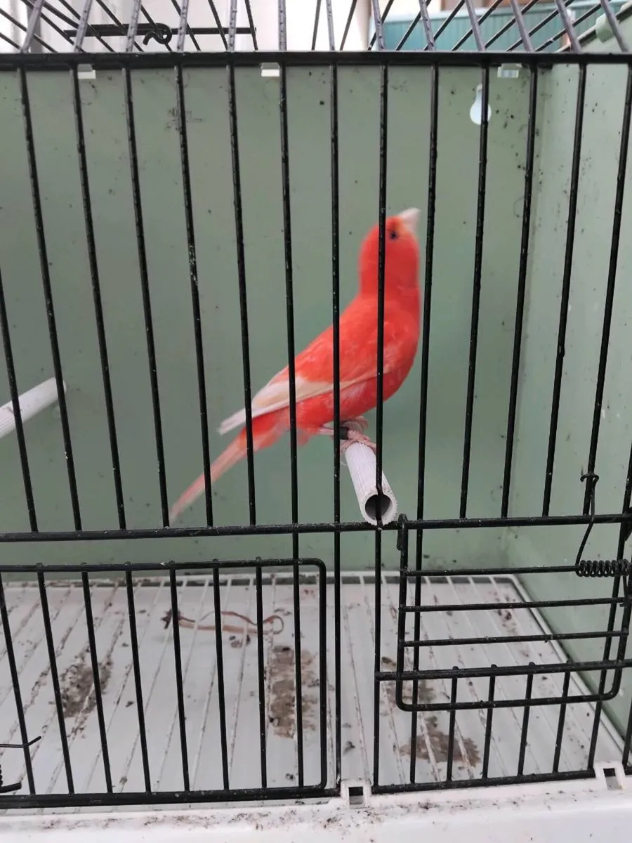 Birds and cages - Image 4