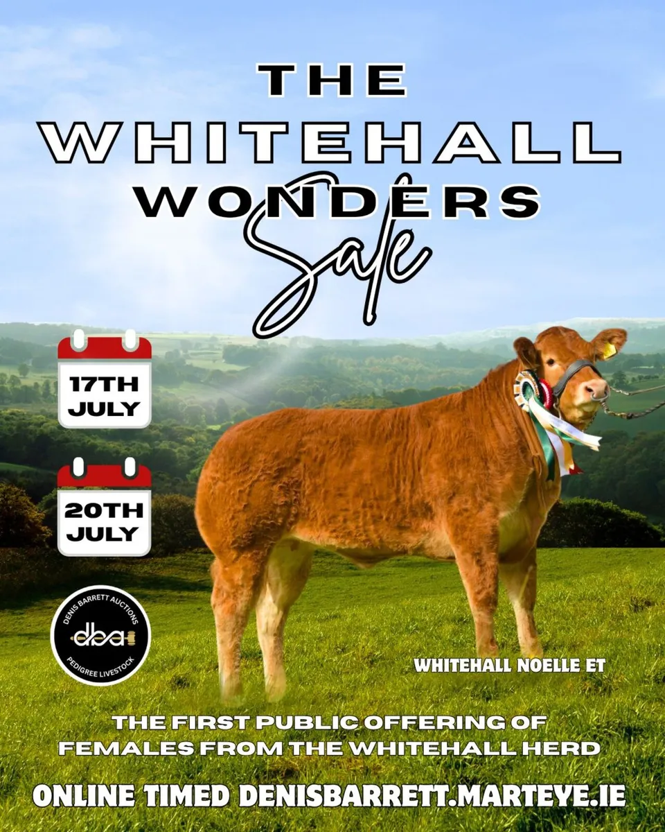 Limousin - Whitehall Wonders Sale