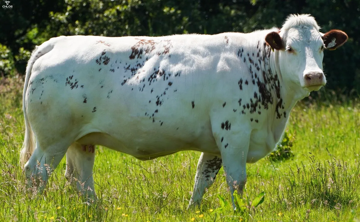 Belgian Blue Springing Heifers - Image 2
