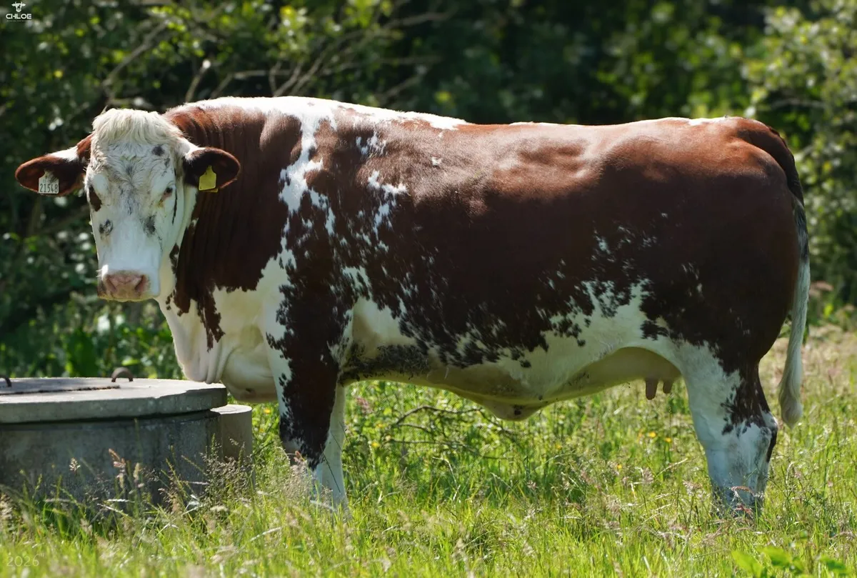 Belgian Blue Springing Heifers - Image 3