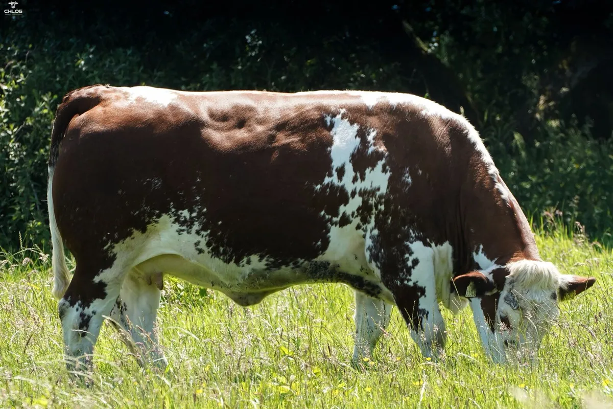 Belgian Blue Springing Heifers - Image 4