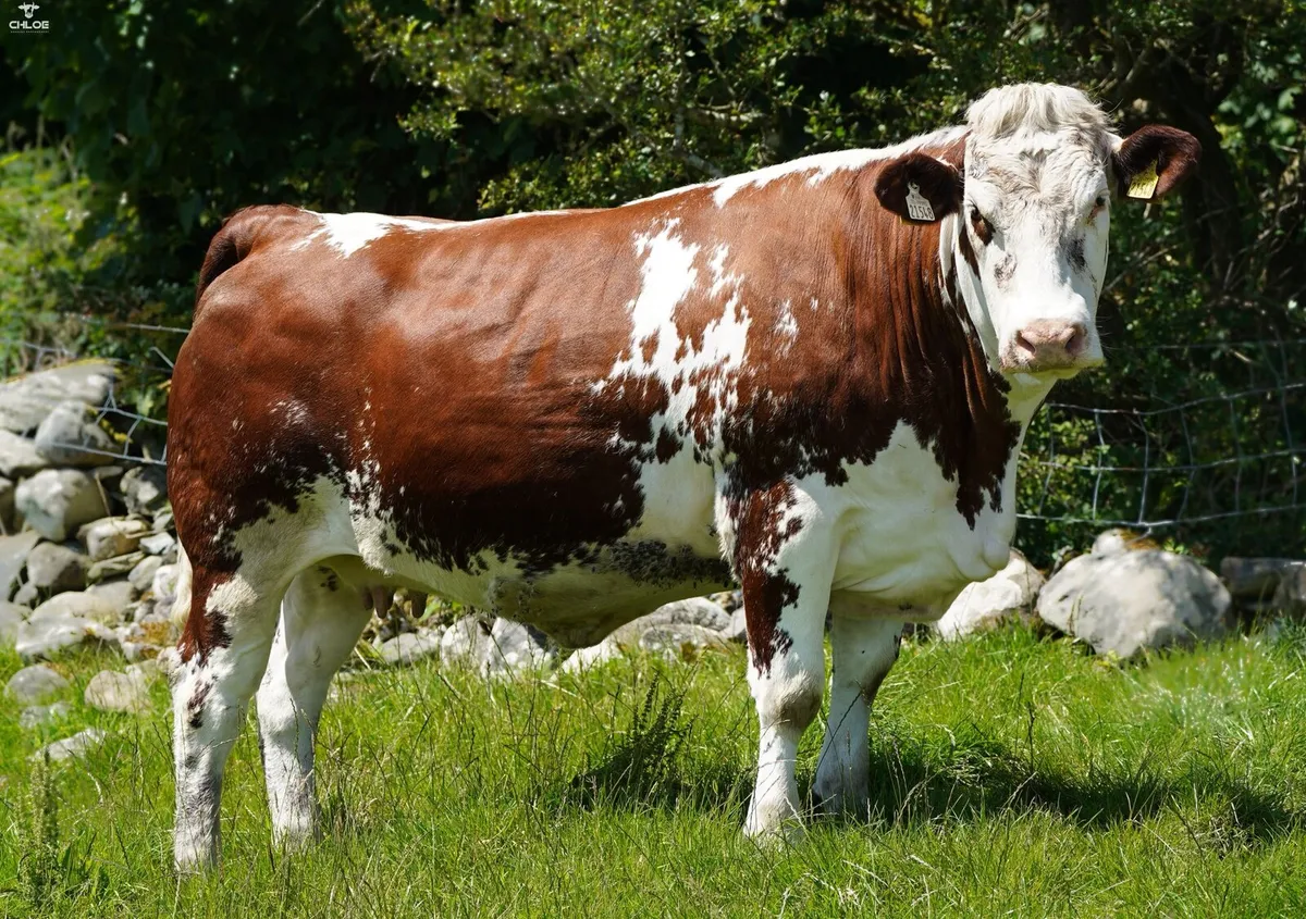 Belgian Blue Springing Heifers - Image 1