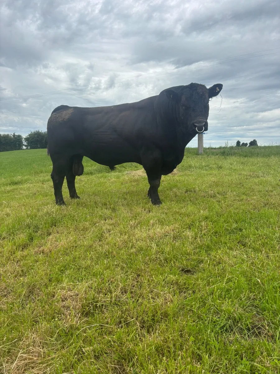 Angus bulls - Image 1