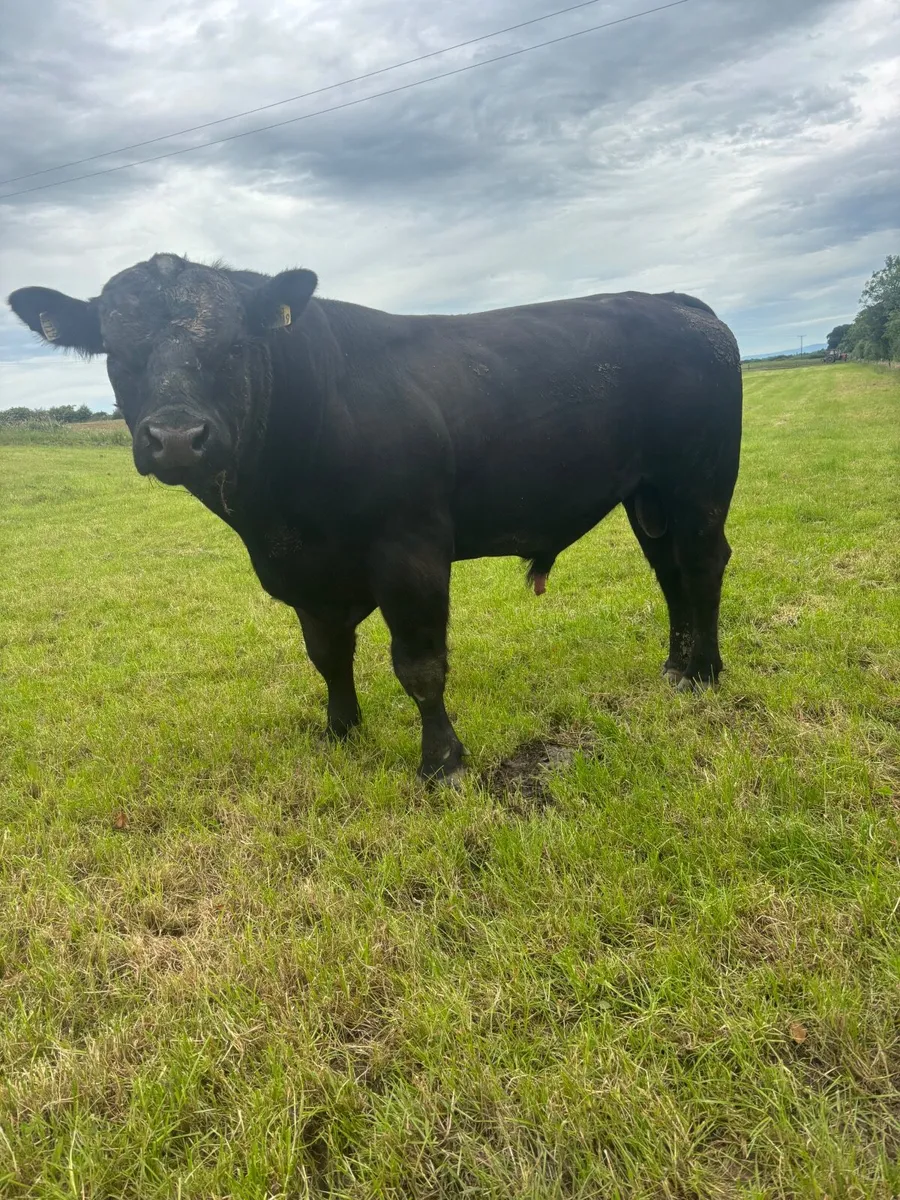 Angus bulls - Image 2
