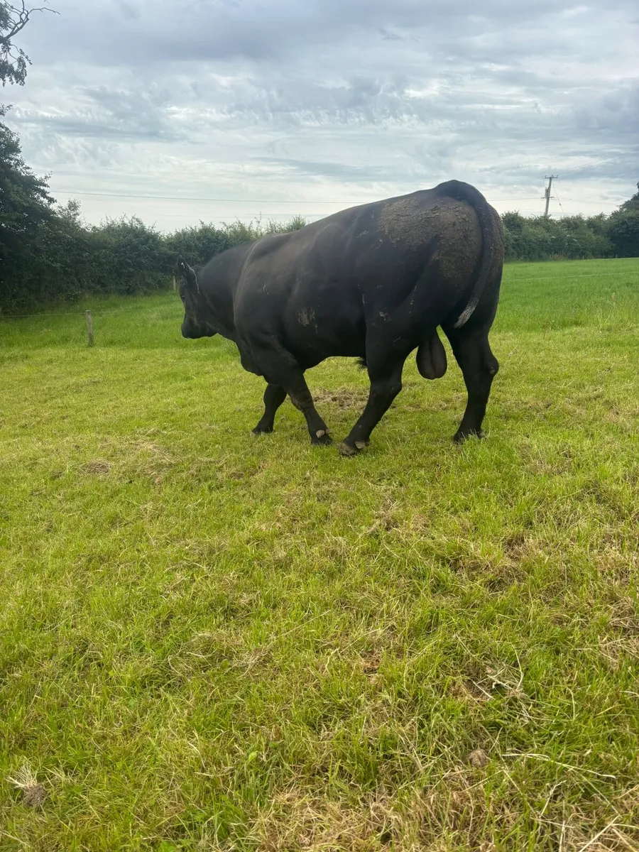Angus bulls - Image 3