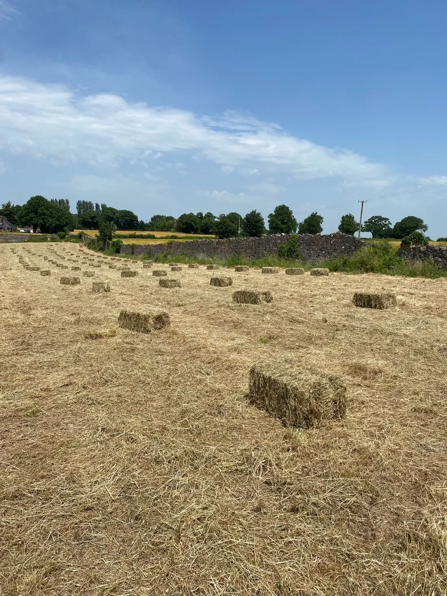 Square bales of hay - Image 1