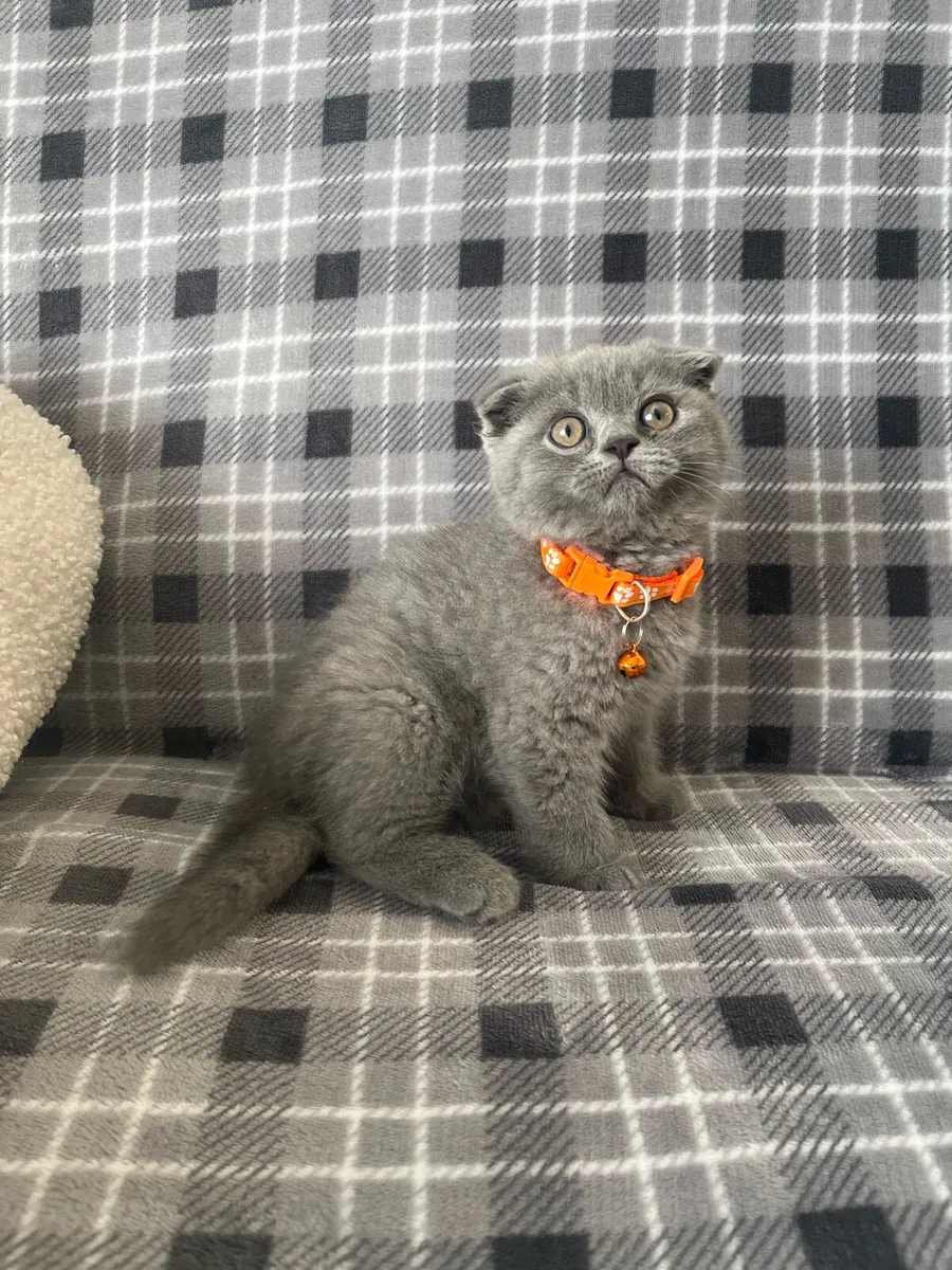 British and Scottish boy 🥰❤️🐈‍⬛ - Image 1