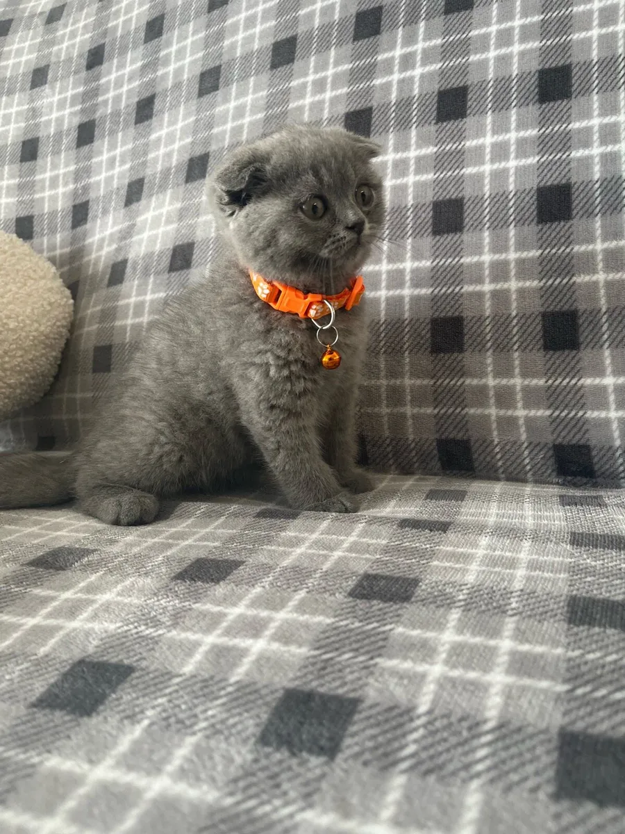 British and Scottish boy 🥰❤️🐈‍⬛ - Image 2