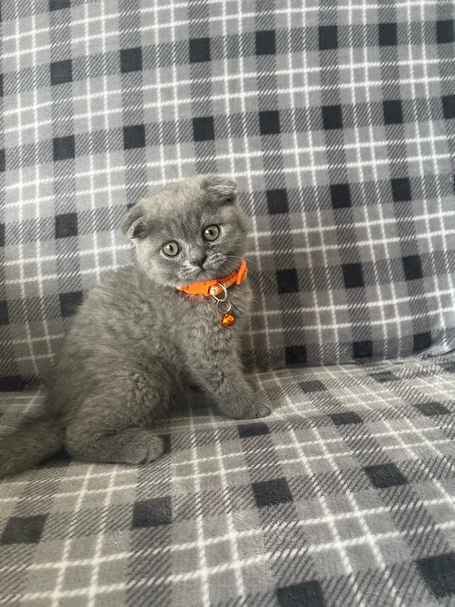 British and Scottish boy 🥰❤️🐈‍⬛ - Image 3