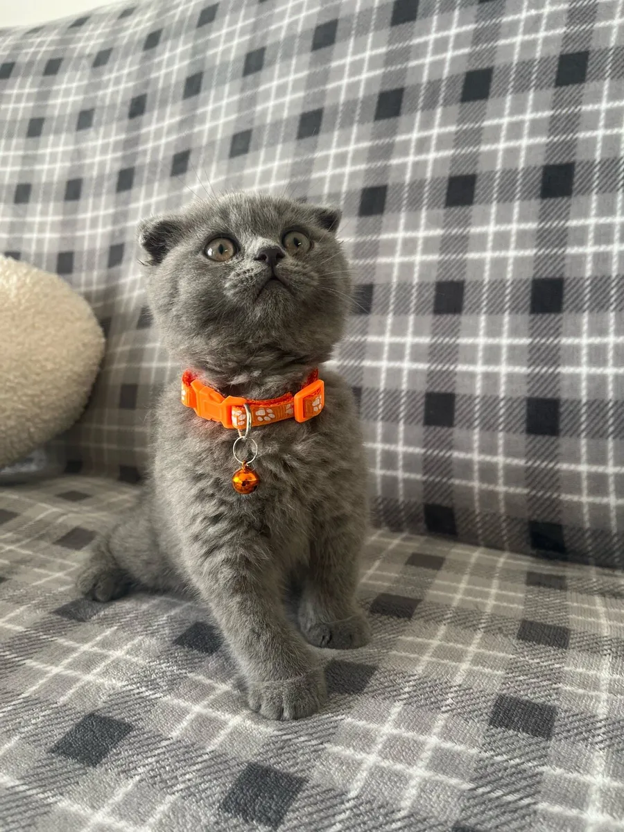 British and Scottish boy 🥰❤️🐈‍⬛ - Image 4