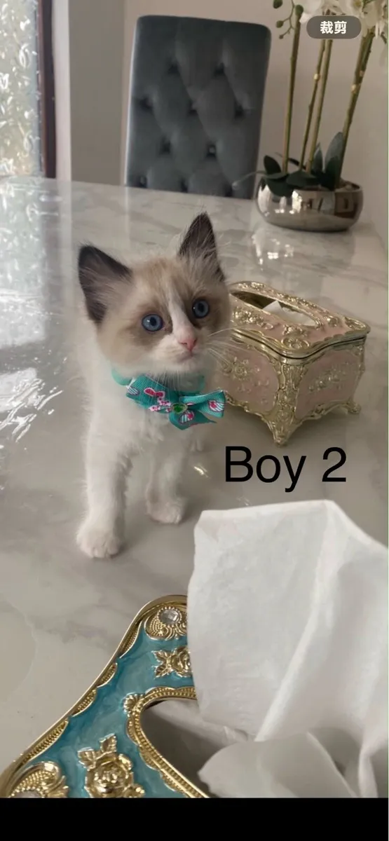 Ragdoll cats - Image 3
