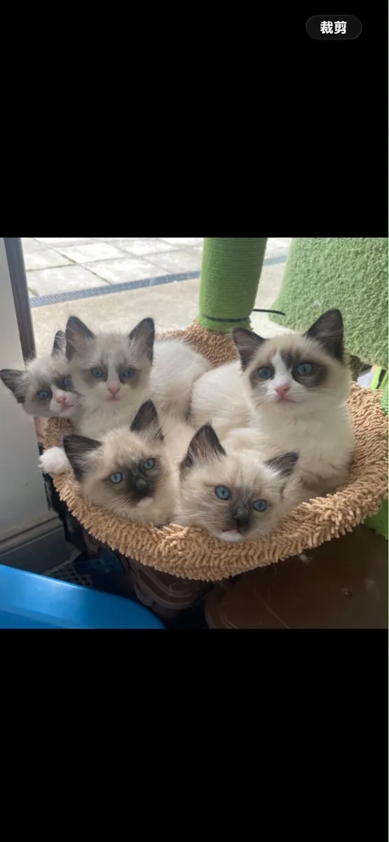 Ragdoll cats - Image 1