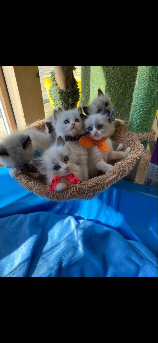 Ragdoll cats - Image 2