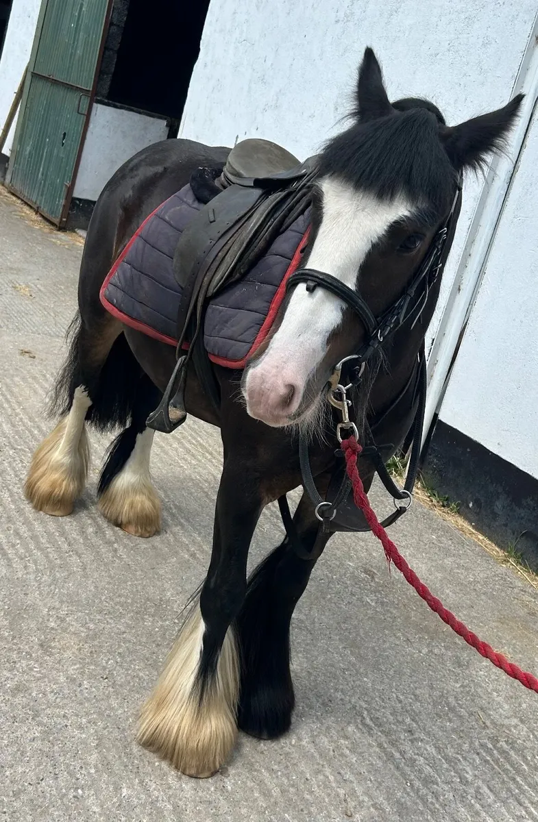 Cob mare - Image 3