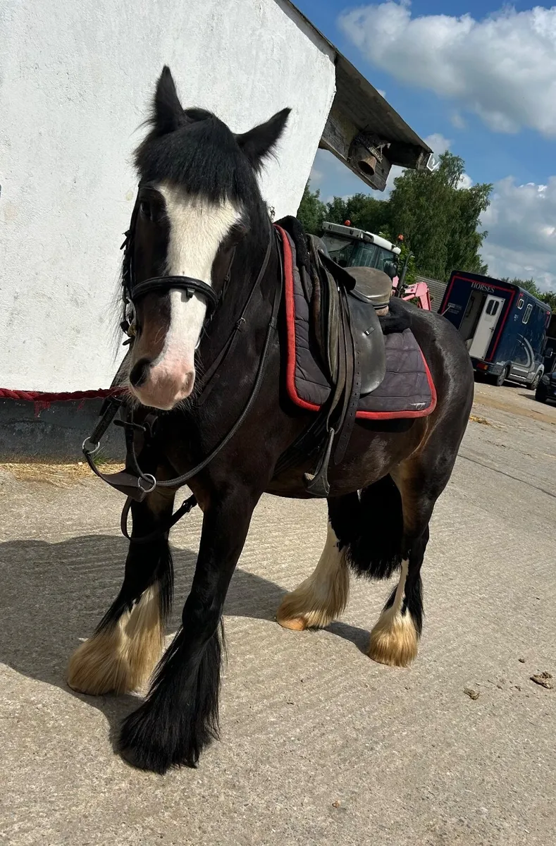 Cob mare - Image 4