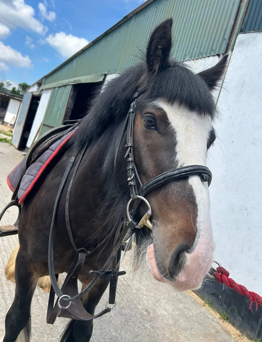 Cob mare - Image 2