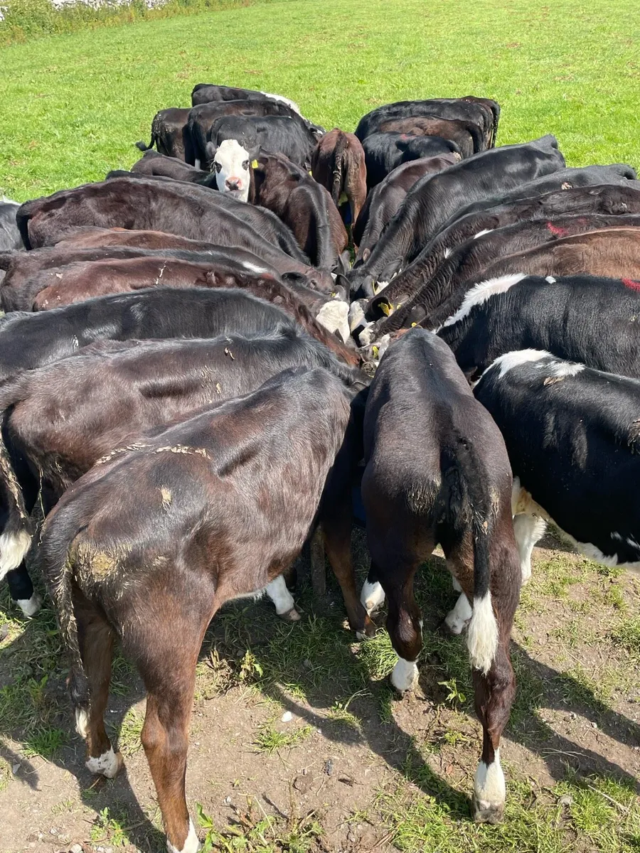 Top Quality Heifer Runners - Image 1