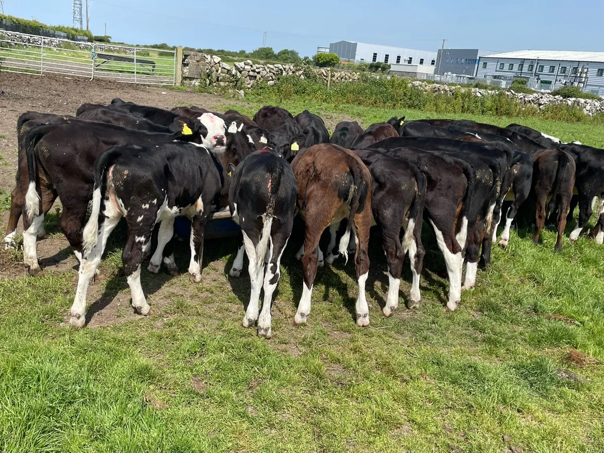 Top Quality Heifer Runners - Image 2