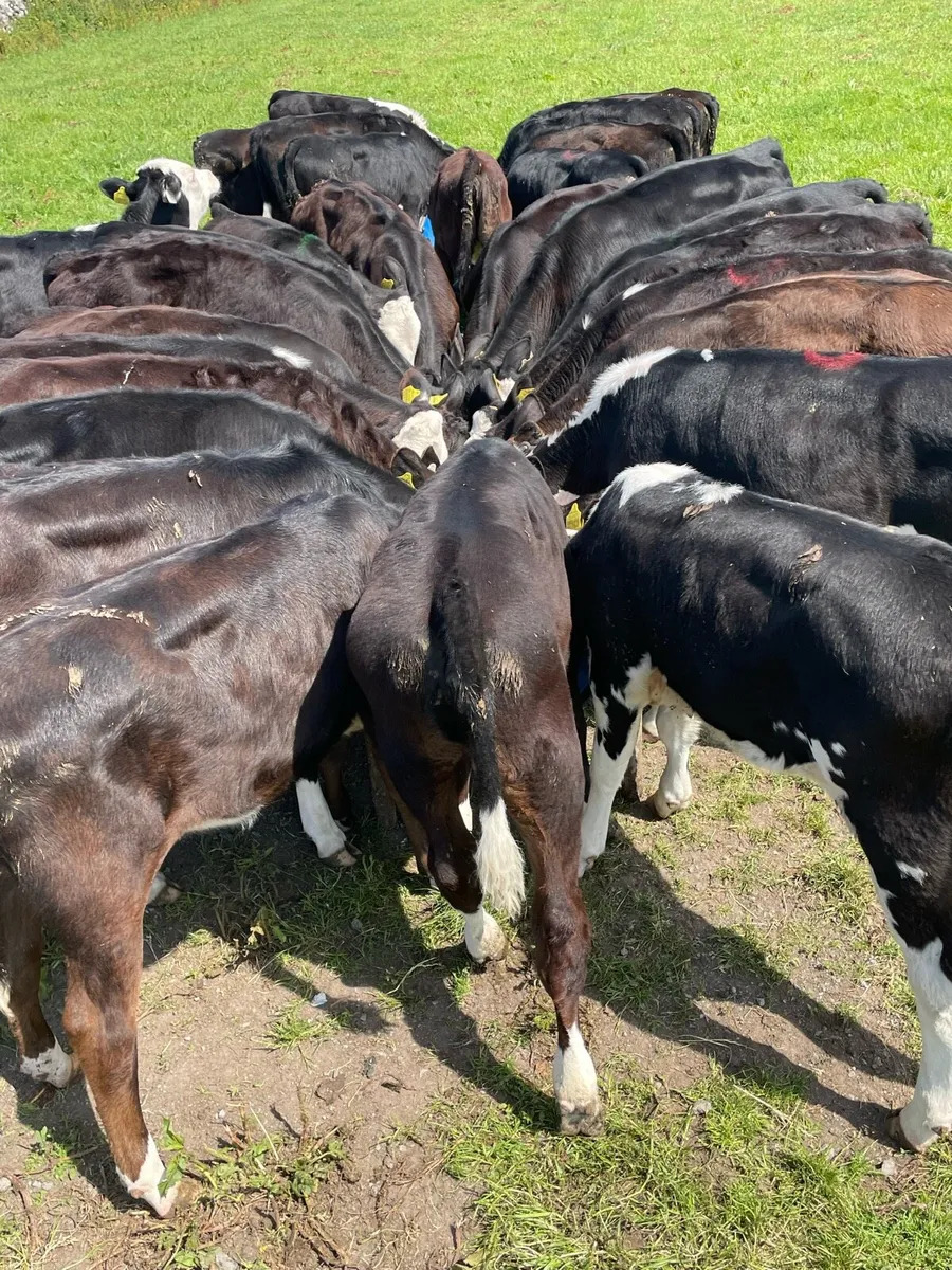 Top Quality Heifer Runners - Image 3