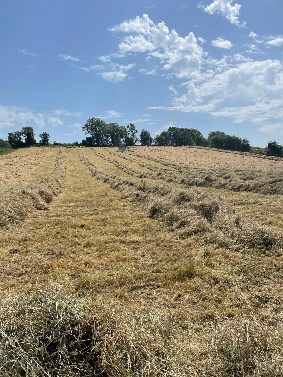 Hay - Image 2