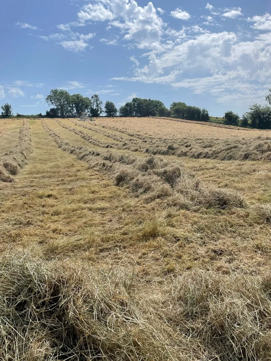Hay - Image 1