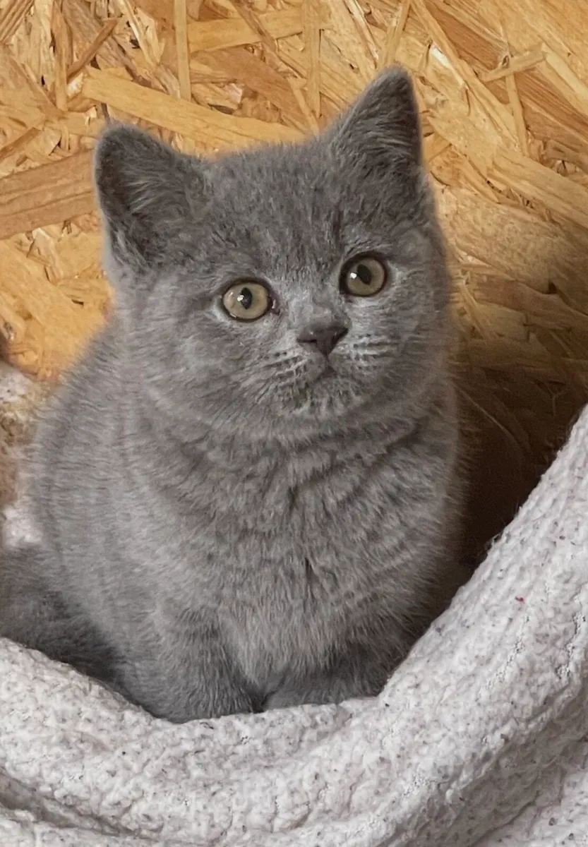 British Shorthair male kitten - Image 1
