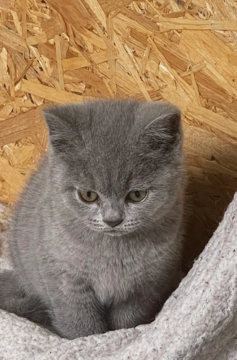 British Shorthair male kitten - Image 2