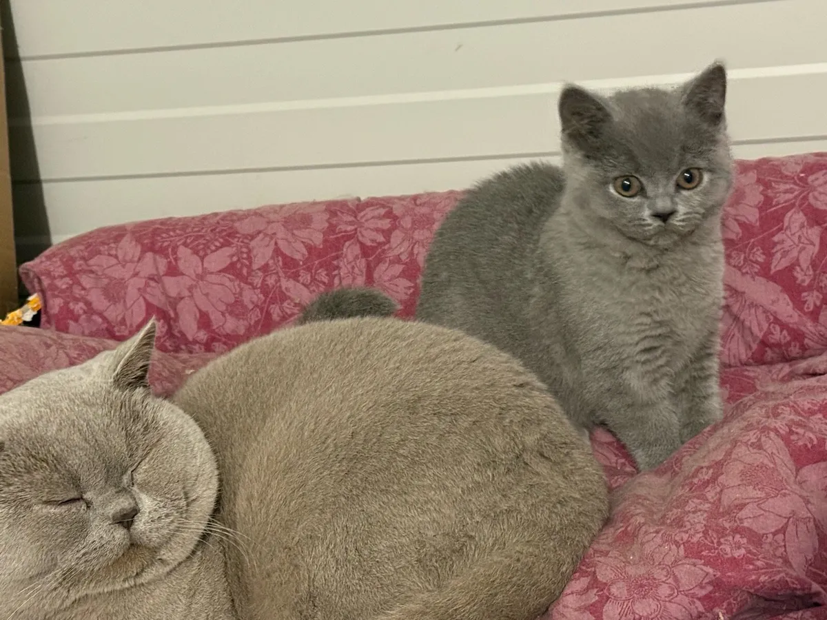 British Shorthair male kitten - Image 4