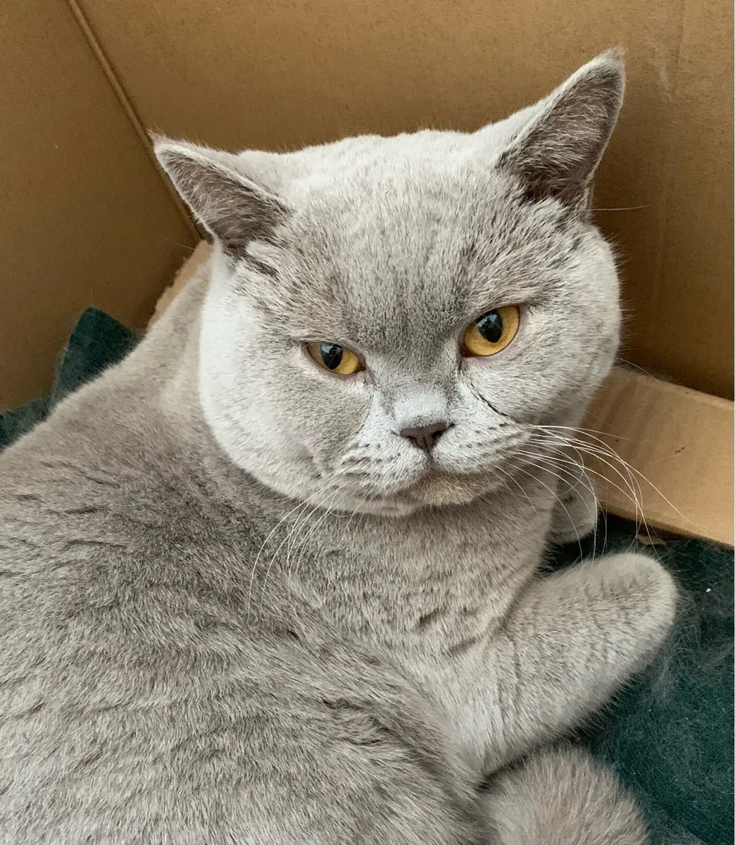 British Shorthair male kitten - Image 3