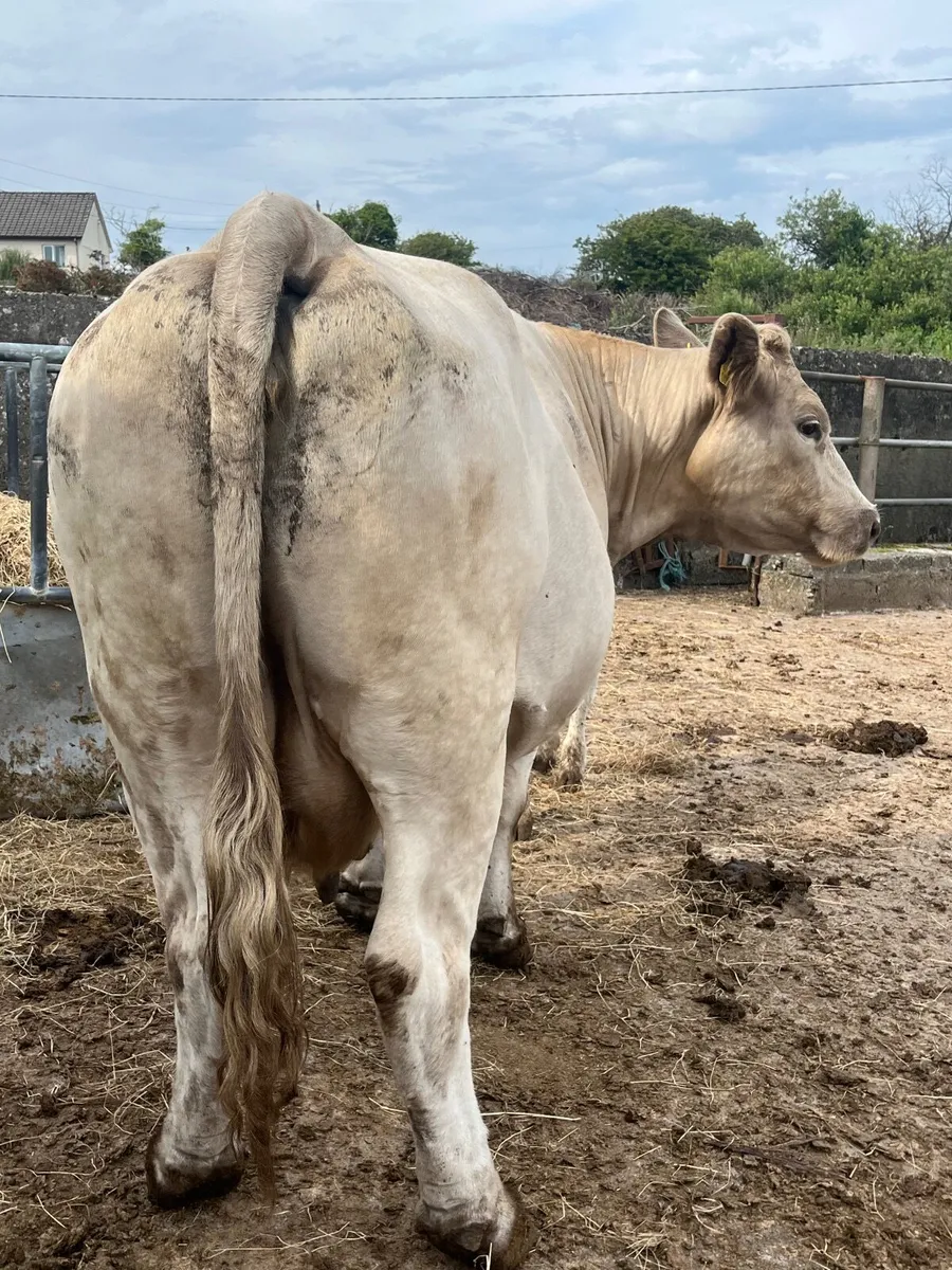 3 smashing Charolais cows and calf’s - Image 4