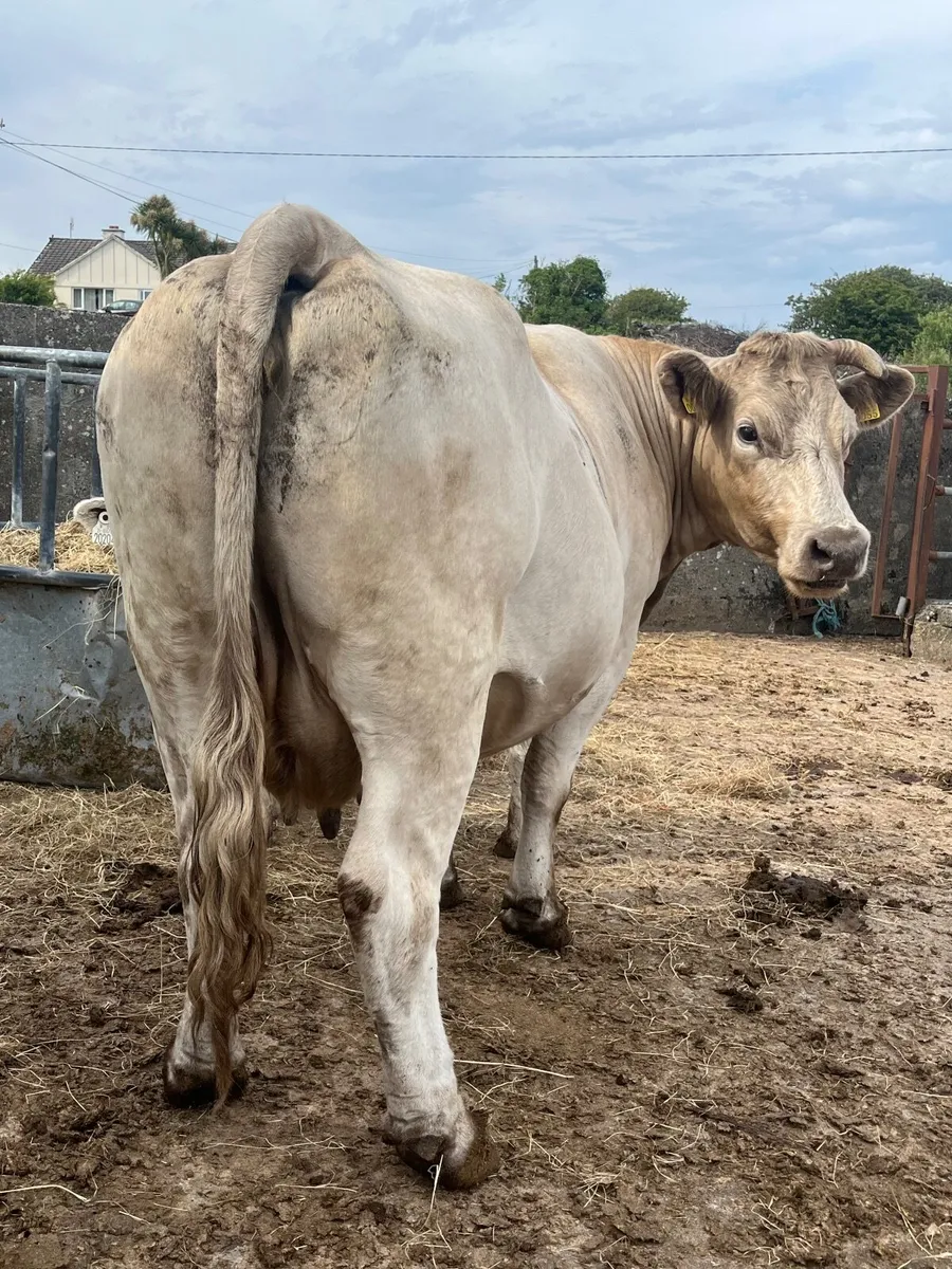 3 smashing Charolais cows and calf’s - Image 1