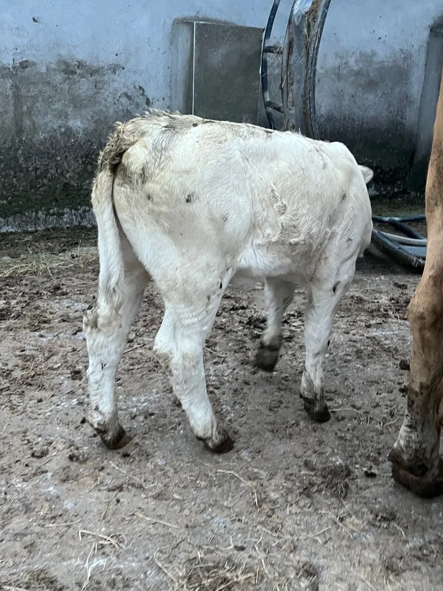 3 smashing Charolais cows and calf’s - Image 2