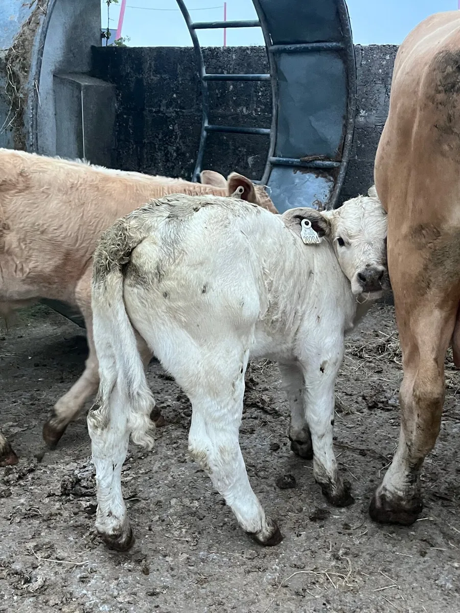 3 smashing Charolais cows and calf’s - Image 3