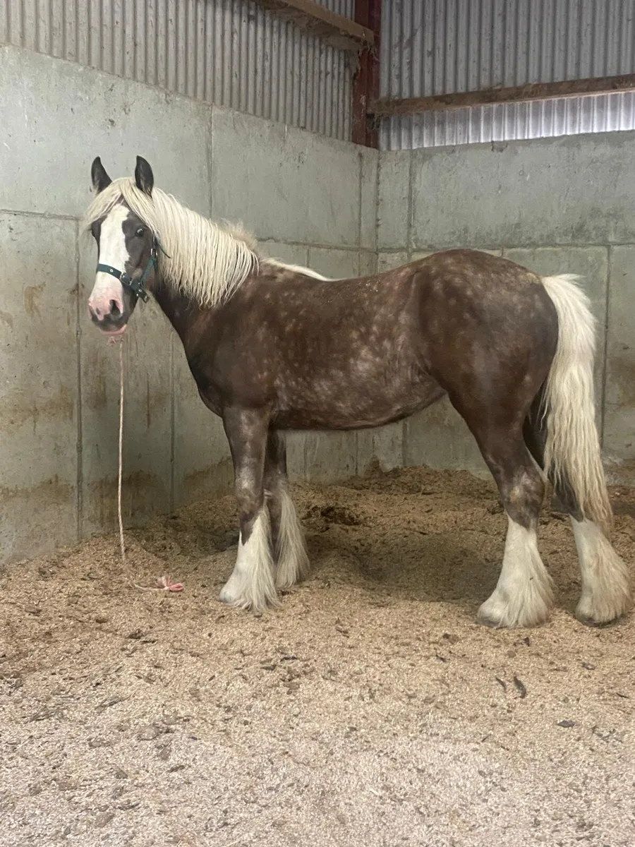 Silver dapple filly to make 15hands - Image 2