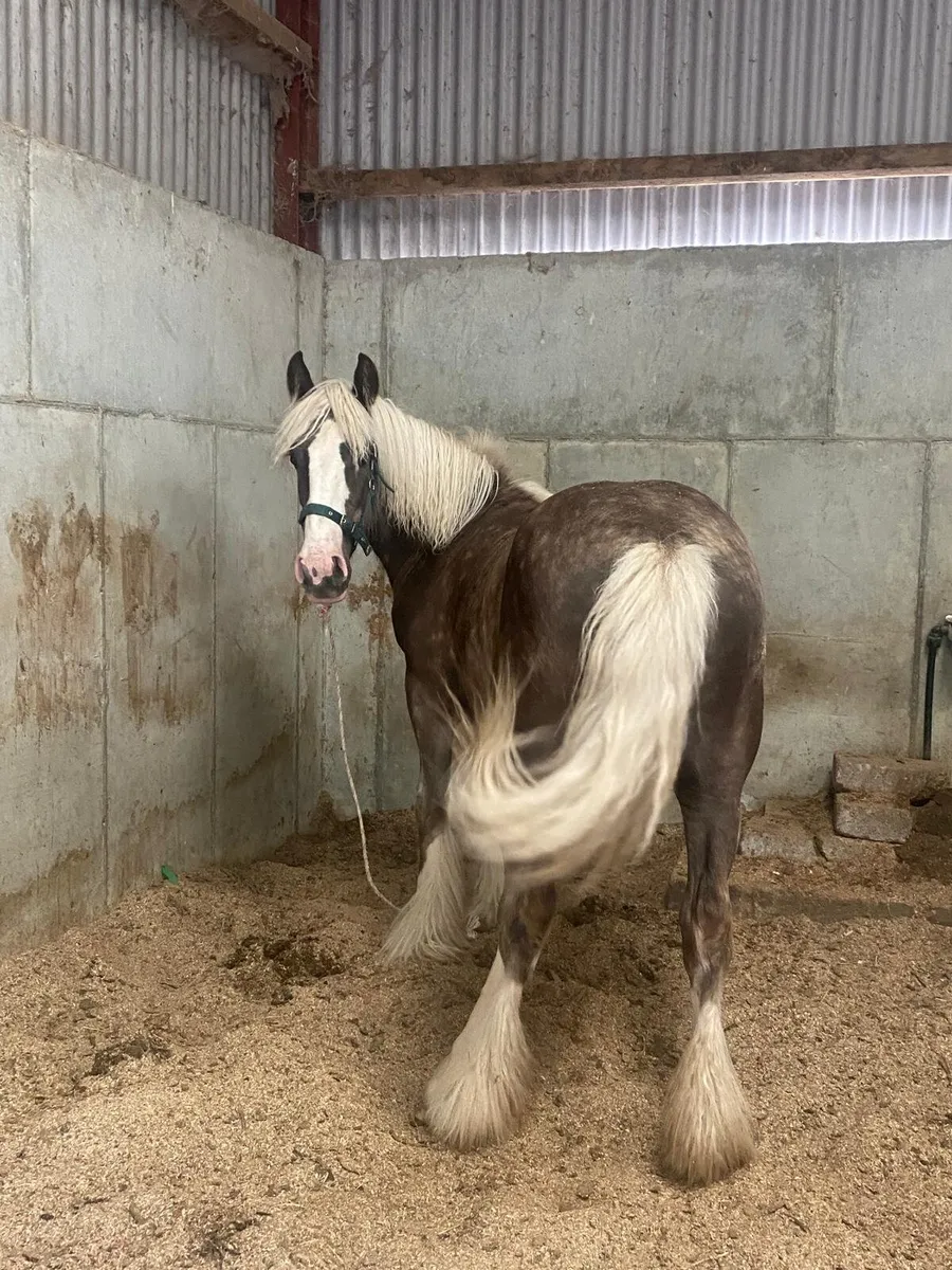 Silver dapple filly to make 15hands - Image 3