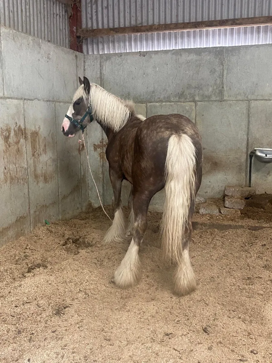 Silver dapple filly to make 15hands - Image 4