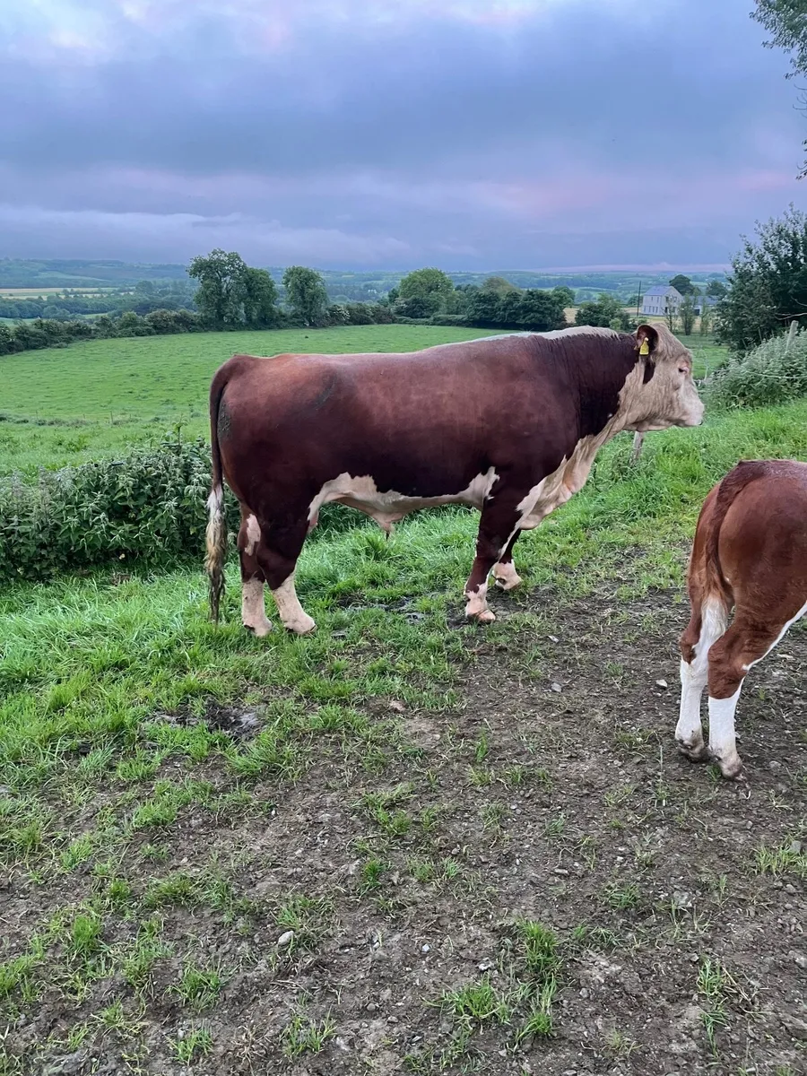 Hereford Bull - Image 1