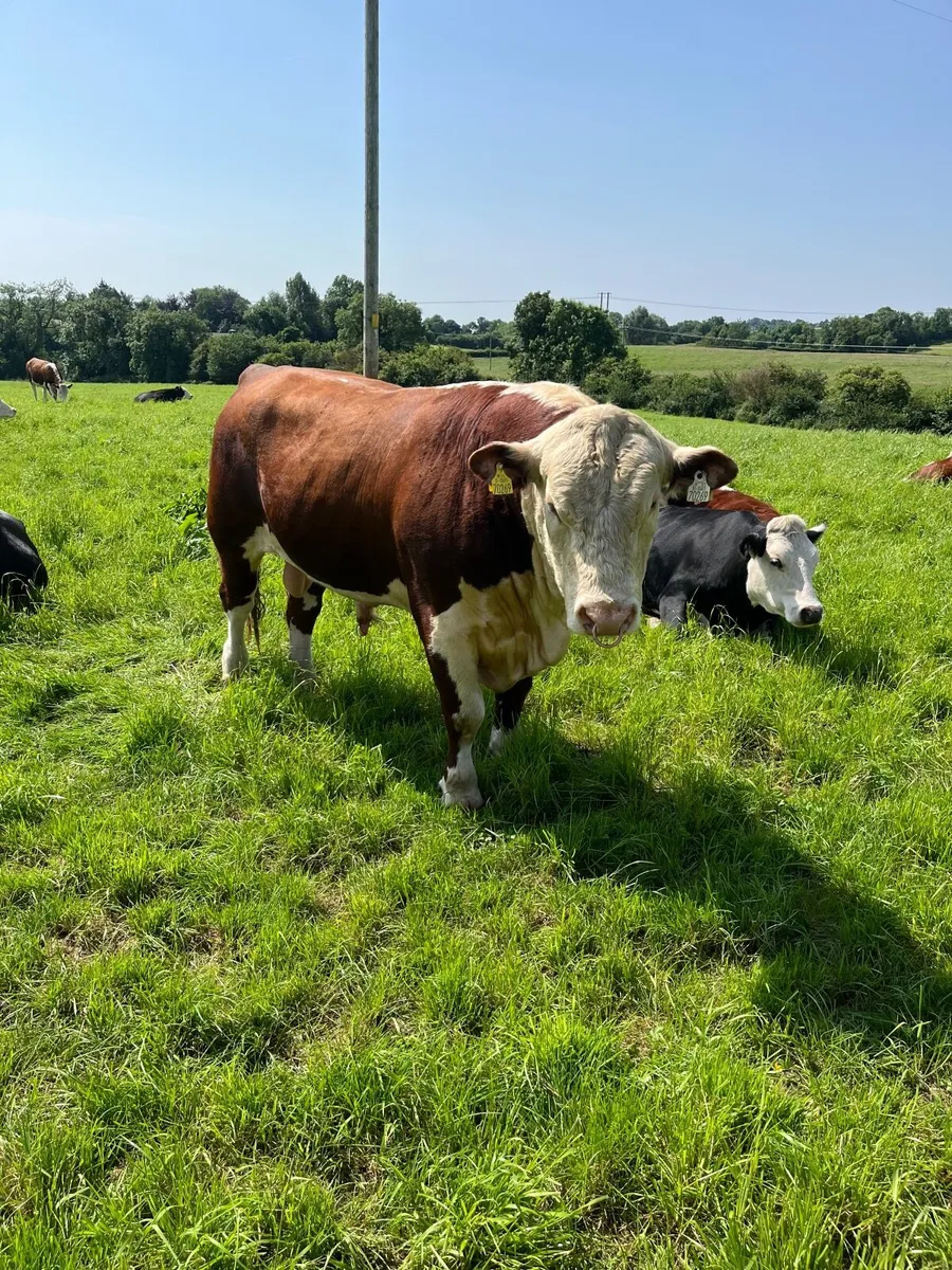Hereford Bull - Image 2