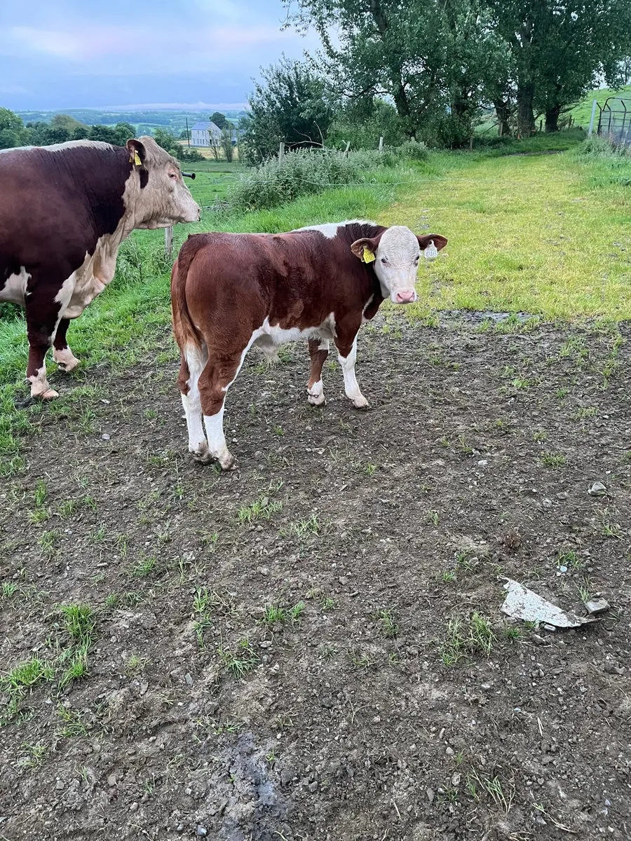 Hereford Bull - Image 3