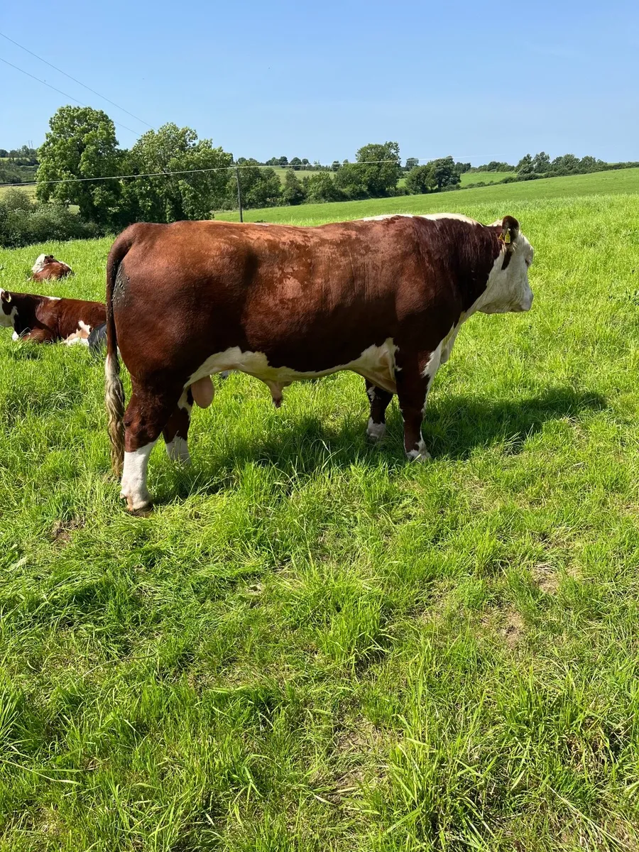 Hereford Bull - Image 4
