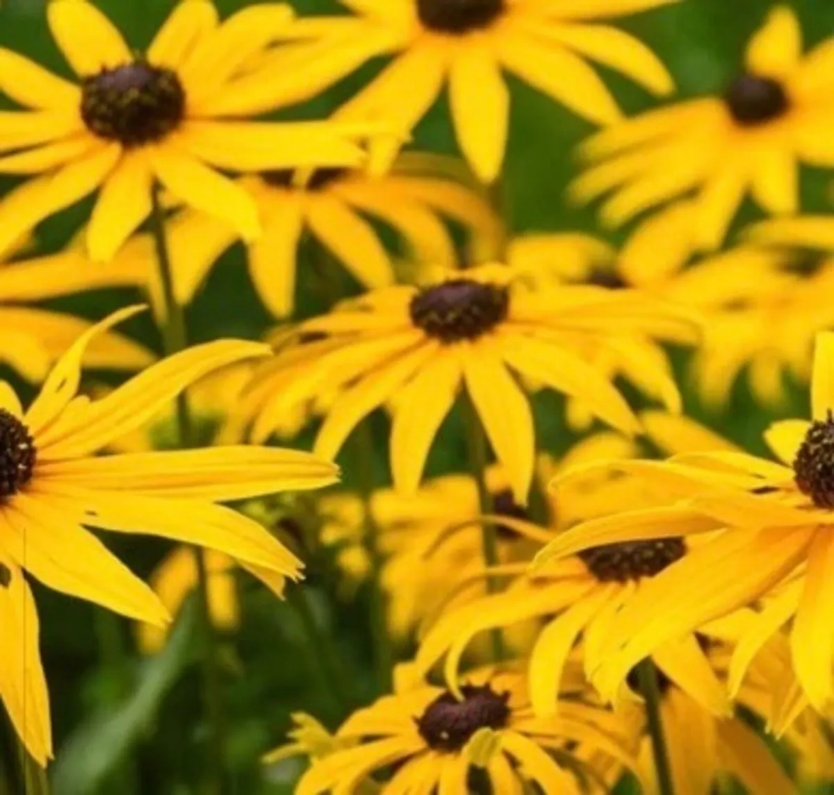 Perennials flowers - Image 3