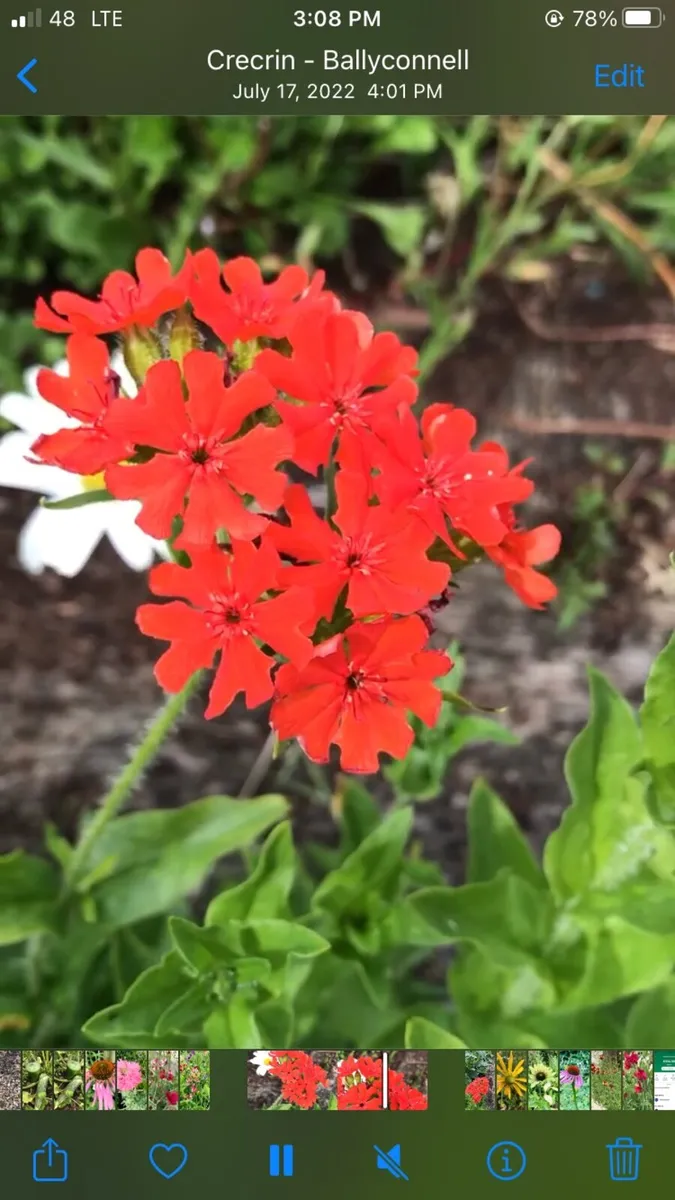 Perennials flowers - Image 1