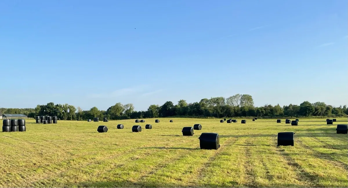 Premium Haylage from new grass seed - Image 2