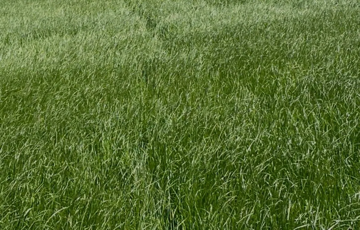 Premium Haylage from new grass seed - Image 3