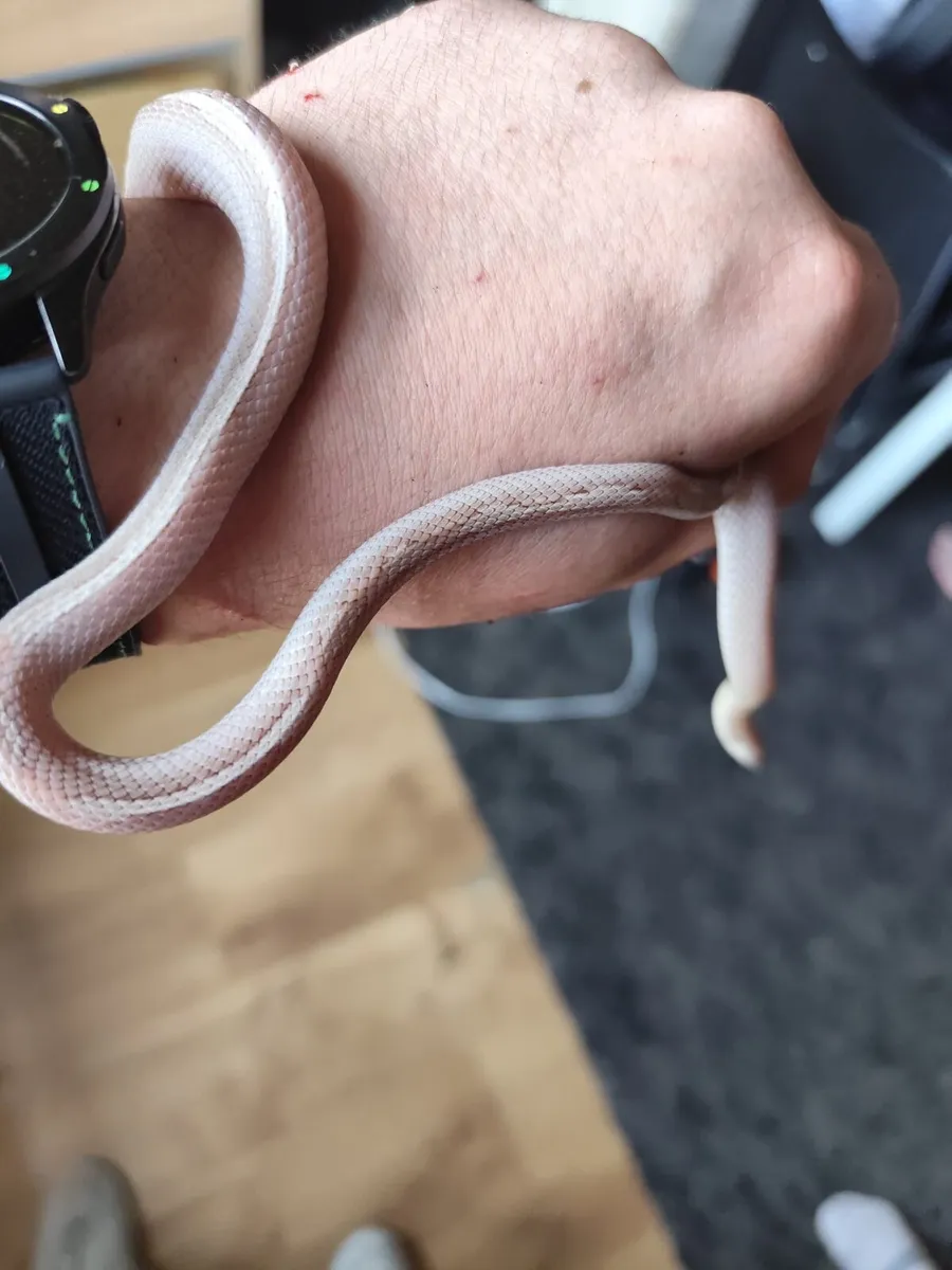 Exotic Pets - Moving Abroad - Image 3