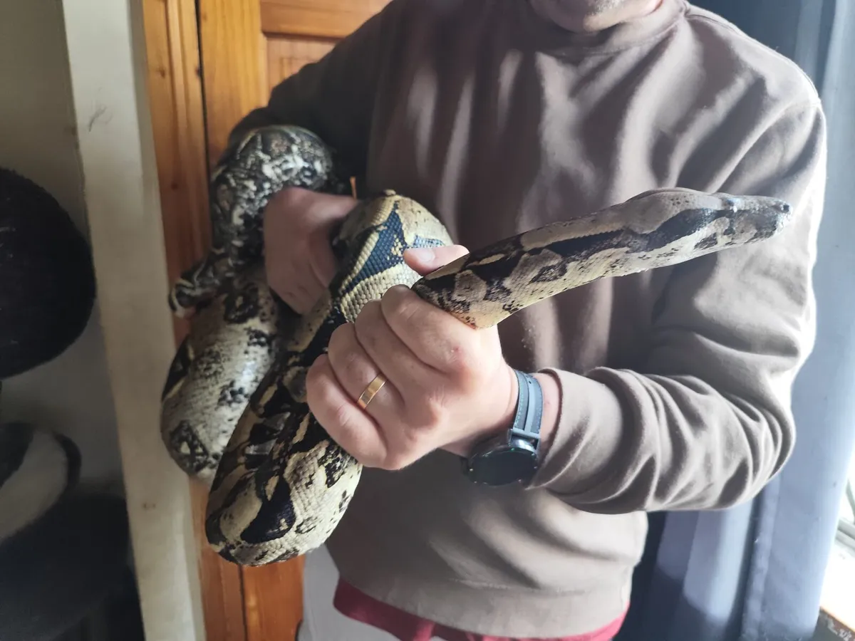 UPDATED  - Boa Constrictor - Moving Abroad - Image 2