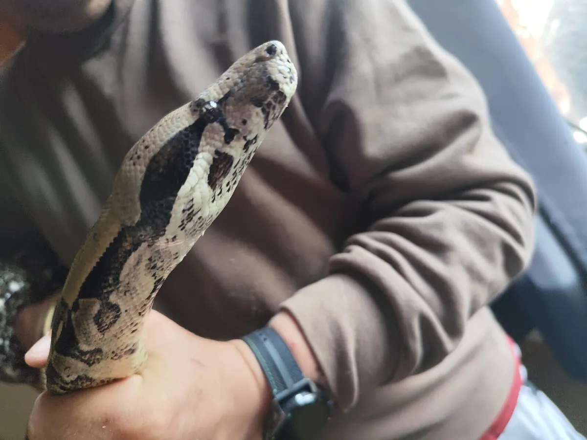 UPDATED  - Boa Constrictor - Moving Abroad - Image 3