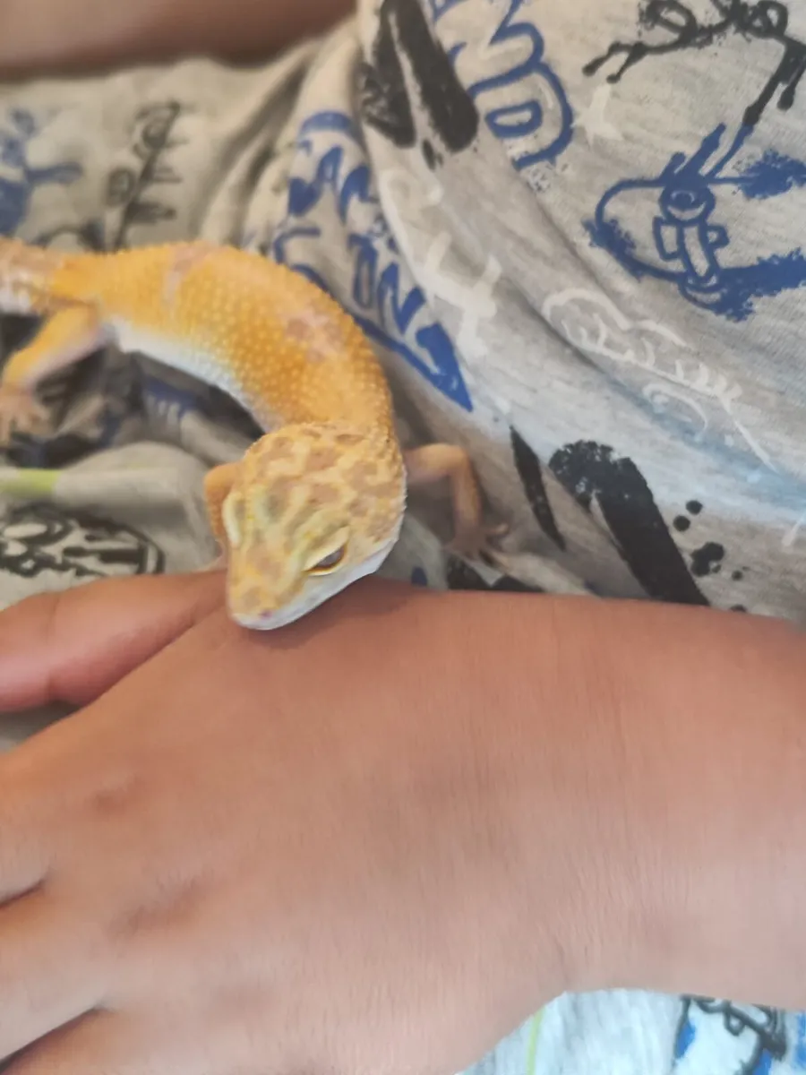 Exotic Pets - Moving Abroad - Image 1