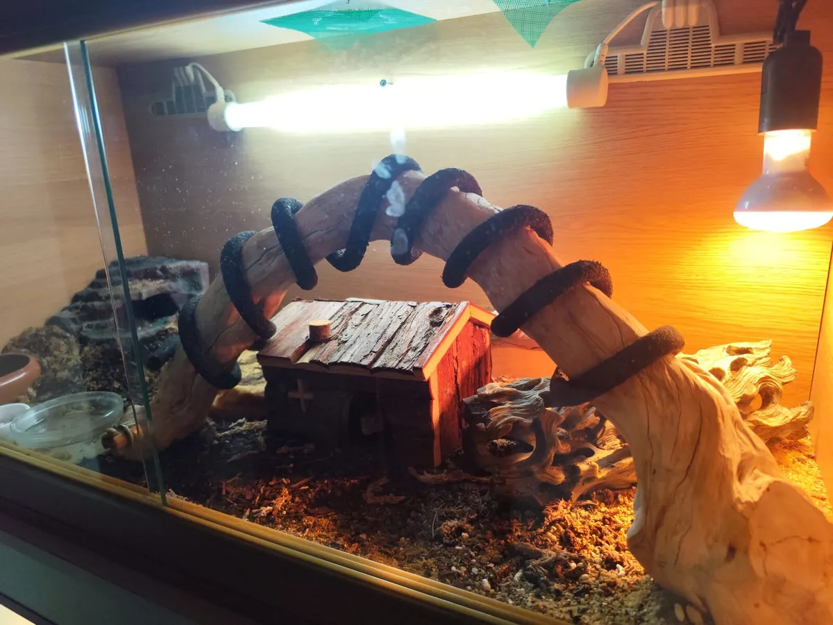 Exotic Pets - Moving Abroad - Image 2